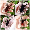 Taxidermy Insect, Preserved Bugs Insect Specimens in Resin for Closer-Look