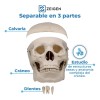 Zeigen Modelo Anatómico Del Craneo Humano Sin Cerebro