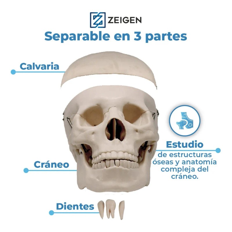 Zeigen Modelo Anatómico Del Craneo Humano Sin Cerebro