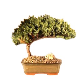 Bonsaiboy Juniper Bonsai Tree - Medium Juniper Procumbens Nana