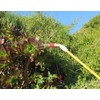 TABOR TOOLS 1.3 Gallon sparayer for Lawn and Garden. Pump