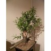 Willow Tree Black Willow Tree Bonsai! Exotic Cutting Starter with