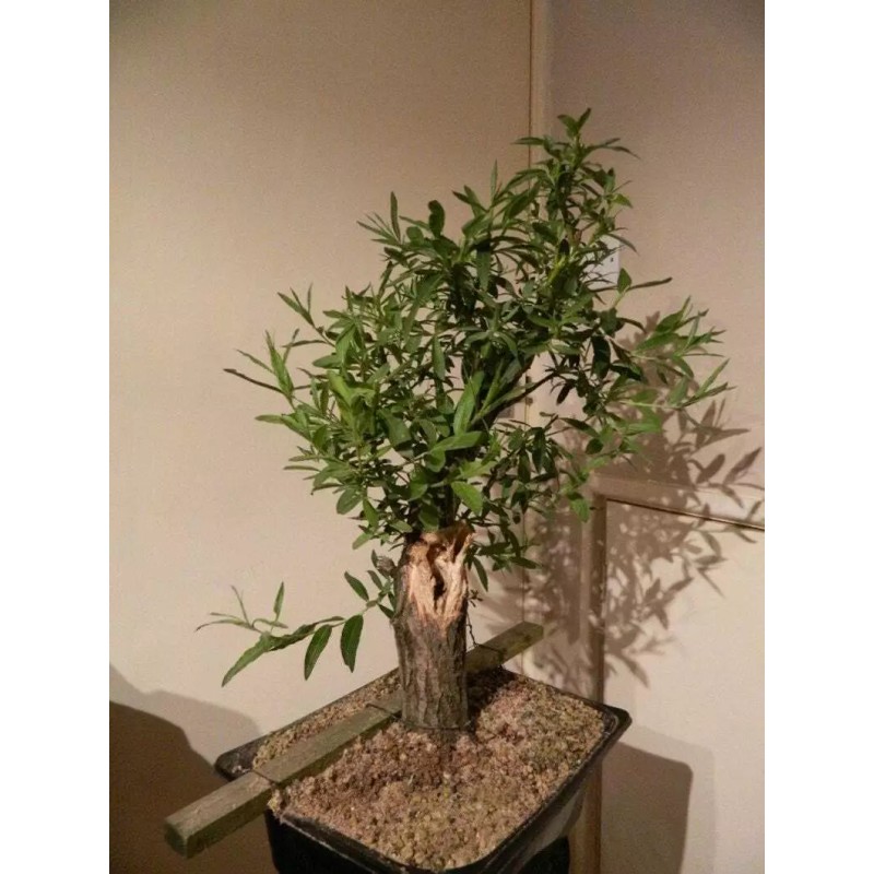 Willow Tree Black Willow Tree Bonsai! Exotic Cutting Starter with