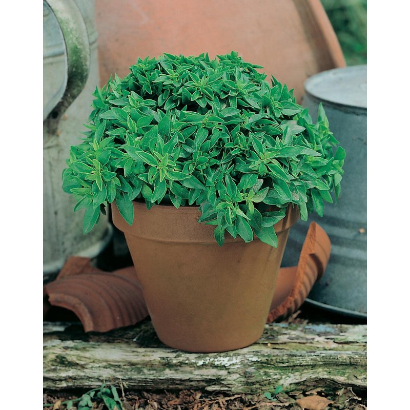 Johnsons BASIL COLLECTION