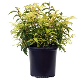 Green Promise Farms LEUCOTHOE FONTANESIANA `Rainbow` Evergreen, #2-Size Container, Multicolor Foliage