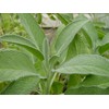 Earthcare Seeds Sage Herb 125 Seeds (Salvia officinalis) Heirloom -