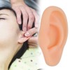 Professional Simulated Ear Model Acupuncture Practice Massage Teaching ToolLeft