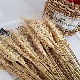 Tallos de trigo, 100 piezas de espigas de trigo naturales para arreglo de flores en mesa de comedor, arte floral, decoración de boda para el hogar