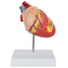 Axis Scientific 2-Part Life-Size Canine Heart Anatomy Model - Detailed