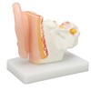 Human Ear Anatomical Model Clear Structure Simulation Inner Ear Model
