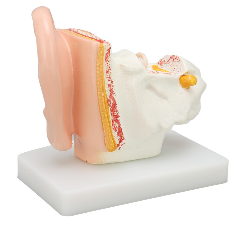 Human Ear Anatomical Model Clear Structure Simulation Inner Ear Model