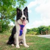 PHOEPET Upgraded No Pull Dog Harness, Reflective Adjustable Vest, with