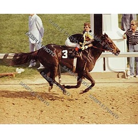 Seattle Slew 1977 Kentucky Derby Triple Crown Winner Horse Racing 8x10 Photo Jean Cruguet Up