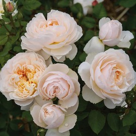 Heirloom Roses Shrub Rose Plant - Moonlight in Paris™ Multi Colored Rose Bush, Live Plant for Planting Outdoors