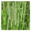 Climax Timothy Grass Seeds, 1 Pound by Seeds2Go