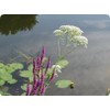 SAFLAX - Garden in The Bag - Common Valerian -