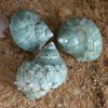 iao.v.p 2pcs XXL Hermit Crab Shells, Natural Sea Conch, Green,