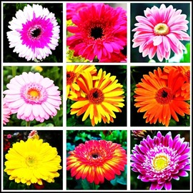 Gaillardia Indian Blanket Wild Nice Garden Flower Butterflies Garden - 200 Seeds, Mix Color