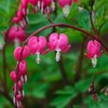20 Seeds Mixed Bleeding Heart Seeds Dicentra Spectabilis Shade