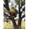Patrick Creek Farm Texas Native Pecan Tree Seeds 20 Fresh