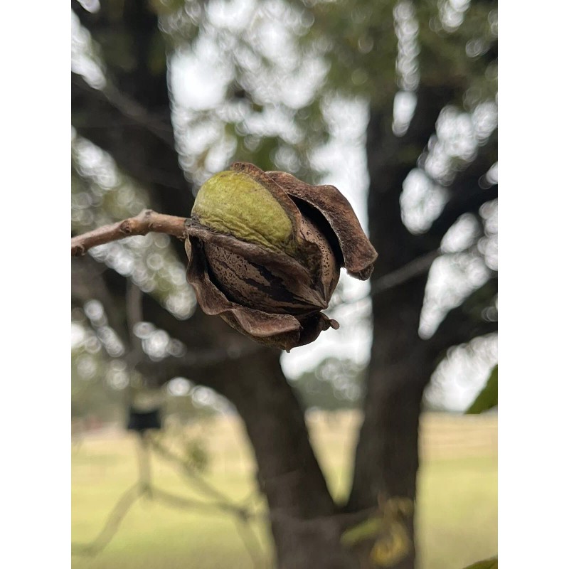 Patrick Creek Farm Texas Native Pecan Tree Seeds 20 Fresh