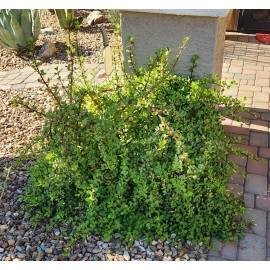 Cactus Portulacaria Afra "Mammoth" Elephant Plant Food Live Succulent Cuttings Lot (5)