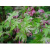 Orido Nishiki Japanese Maple 3 - Year Graft