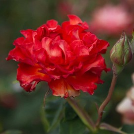 Heirloom Roses Rose Plant - Sunrise at Heirloom™ Orange Rose Bush, Shrub Live Plant for Planting Outdoors