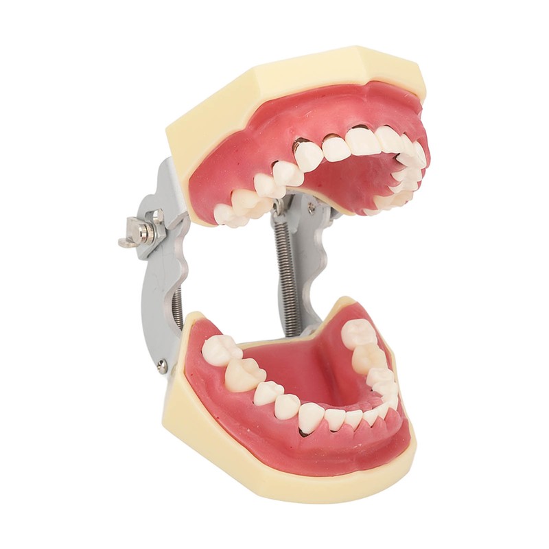Periodontal Disease Teeth Resin Model Dental Demonstration Teeth Model for