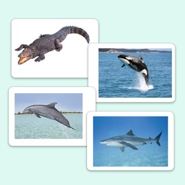 hungry brain Toddler Flash Cards Sea Creatures, Double-Sided Flash Cards for Toddlers 1-4 Years, 24 Real Image Cards, Montessori Toys, Educational Preschool Learning Activities for Kids