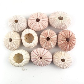Worlds Natural Pink Sea Urchins for Air Plants,Craft and Decorations 10PC(1-1/4"Inch-2" Inch)