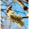 Imkerei Beck® - Bee Bread/Perga Fermented Open-minced Flower Pollen from