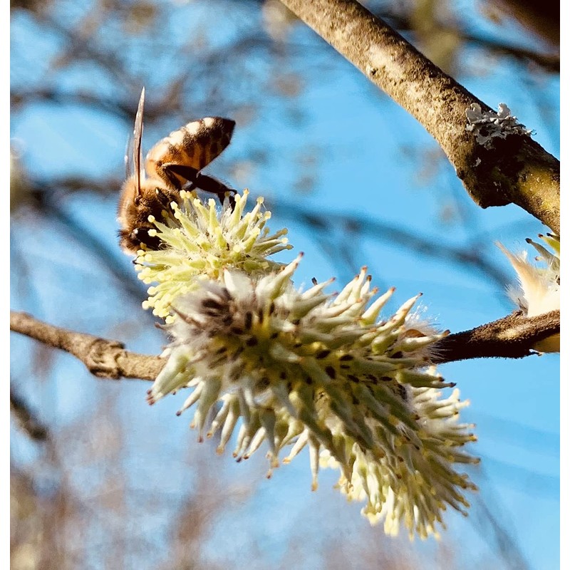 Imkerei Beck® - Bee Bread/Perga Fermented Open-minced Flower Pollen from