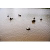 MOJO Outdoors Flock A Flicker 2 - Premium Waterfowl and