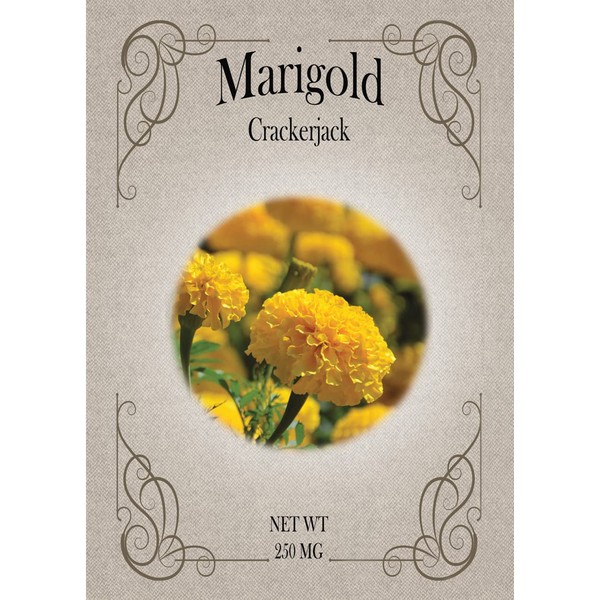 Set of Marigold CrackerJack Seed Packets - Create Your Dream