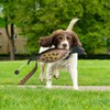 SYWAN Duck Dog Training, Pheasant Dog Training Dummies for Dog