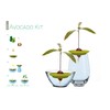 Romberg Avocado Kit | for Growing Avocado Plants | Free