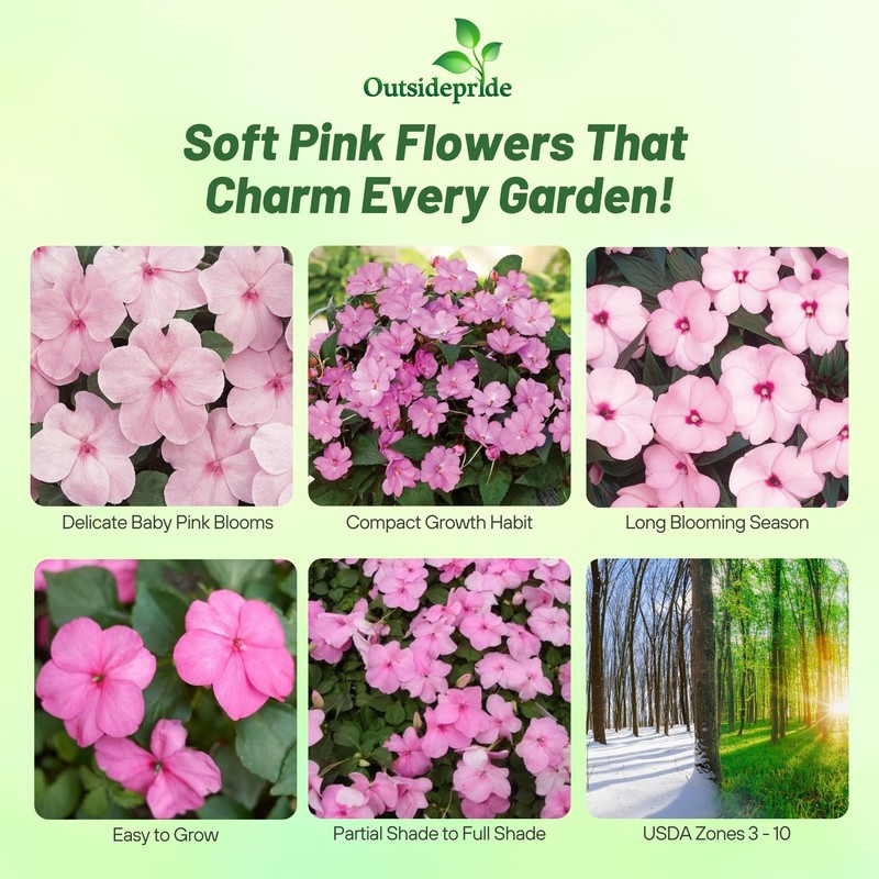 Outsidepride Impatiens Baby Pink Flower Seeds - 1000 Pcs Annual,