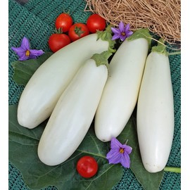 CEMEHA SEEDS - Seeds Eggplant White Thai Aubergine Non GMO Vegetable for Planting