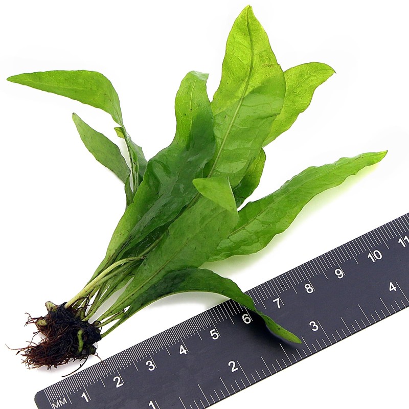 k2aqua 3X Java Fern Live Aquarium Plants Microsorum Pteropus 3