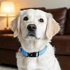 Reflective Nylon Pet Collar with Quick-Release Buckle – Adjustable, Durable,