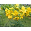 50 Senna Surattensis Seeds Cassia Glauca Senna sulfurea Glossy Shower.