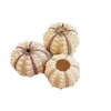 Set of 3 Sputnik Sea Urchin Shells 1-1.75" Beach Crafts