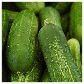 Everwilde Farms - 1 Lb Carolina Cucumber Seeds - Gold Vault
