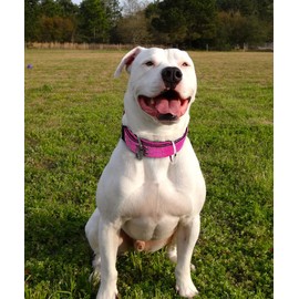 Dog Collar for Large Dogs - 2 in Hot Pink Collars with Handle for Extra Large Breed, Heavy Duty K9 Nylon Pet Tactical Collar XL, Best Choice for Pitbull German Shepherd Doberman Rottweiler 17"-22"