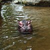 Juliahestia Hippo Head Pool Float Pond Decor Floating Hippopotamus Decoy