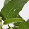 Aromatica Eucalyptus Body Care Set: Refreshing and Calming from Shower
