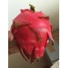 Cactus Red Dragon Fruit 2 Cutting 9-14" Hailey's Comet