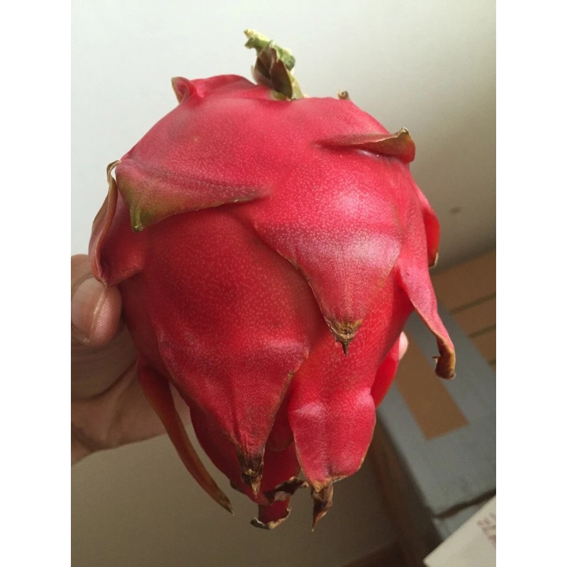 Cactus Red Dragon Fruit 2 Cutting 9-14" Hailey's Comet