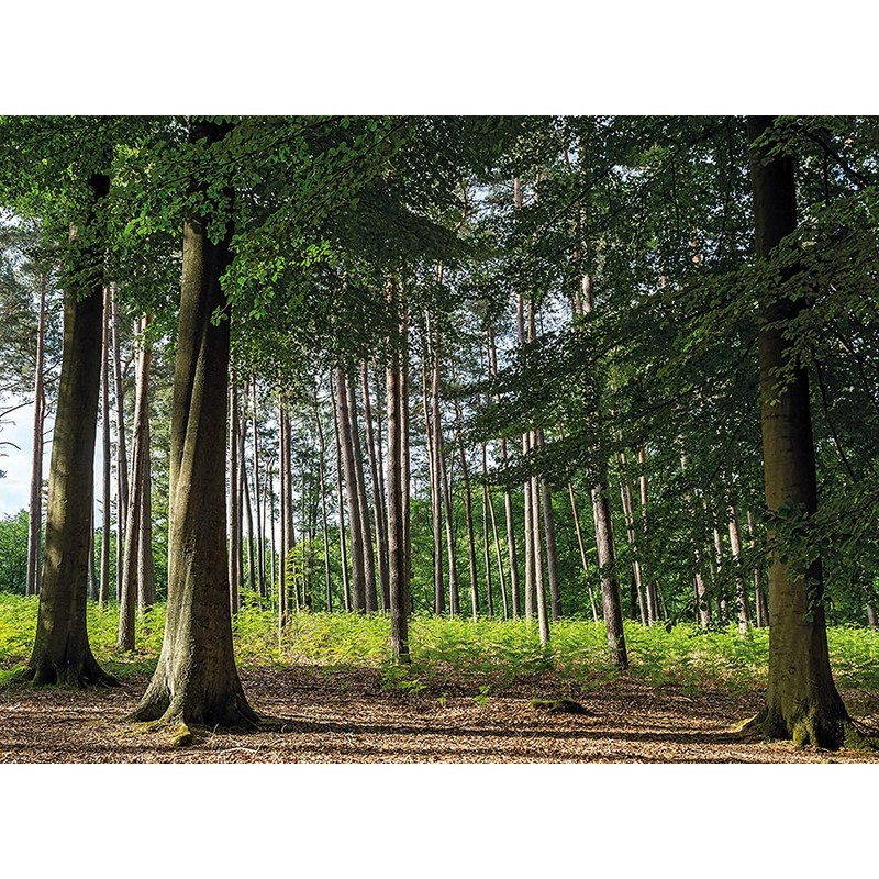 Foppapedretti Cover for Logik I-Size Car Seat Red